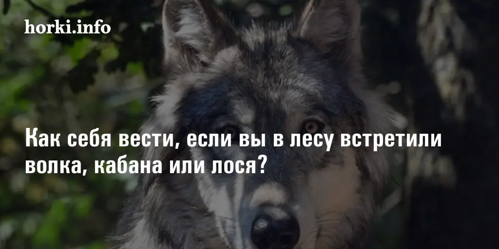Взаимодействие волков с человеком