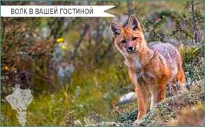 Краткая информация о лисе