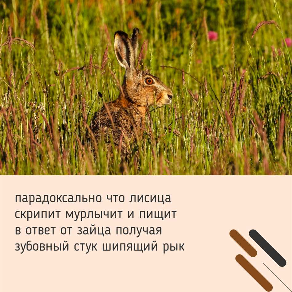 Подраздел 1.1: Виды зайцев