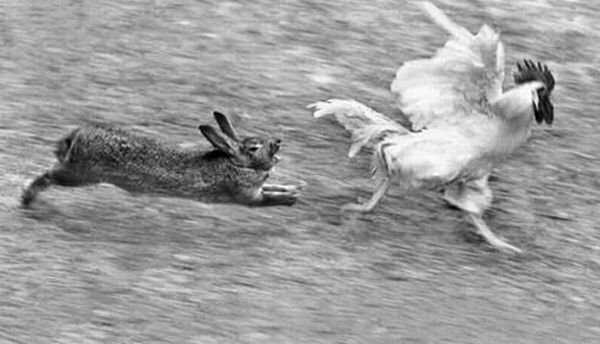 Сравнение силы и скорости зайца и волка
