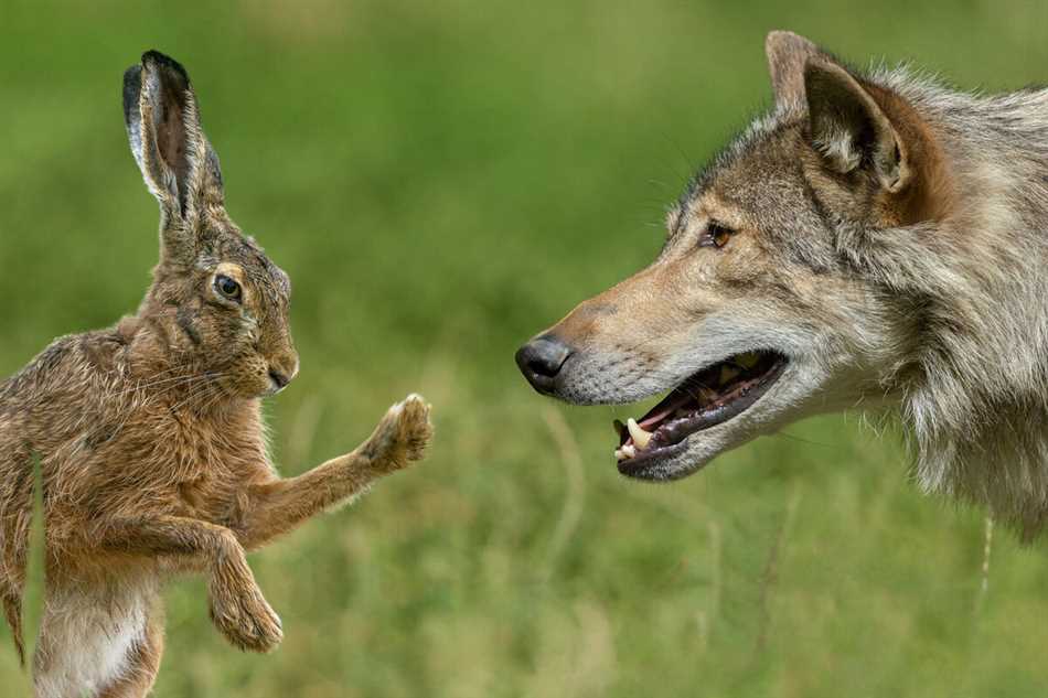 Может ли заяц убить волка?