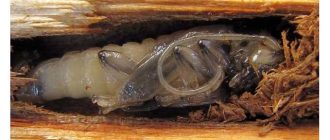 Может ли жук стригун откусить волосы? Загадочные способности жука стригуна