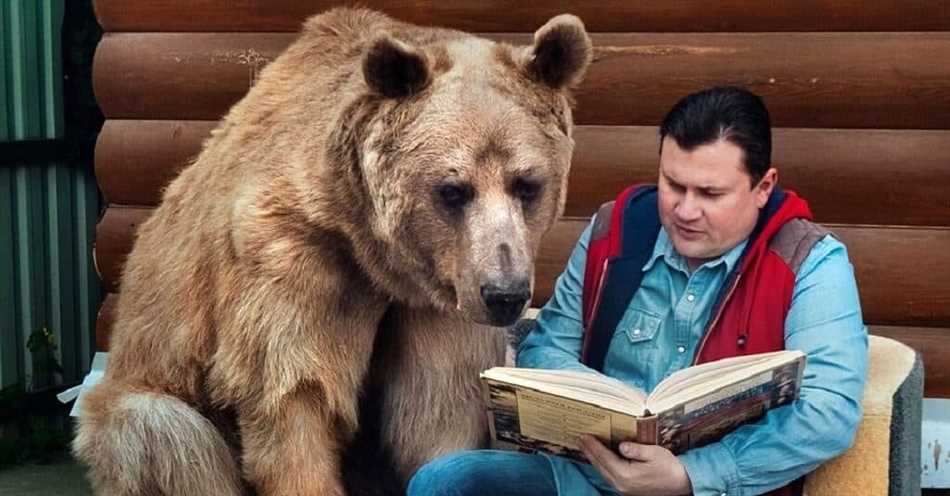 Правовые аспекты домашнего содержания медведя