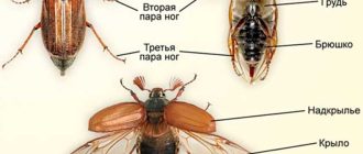 Можно ли держать майского жука дома? Обзор возможности.