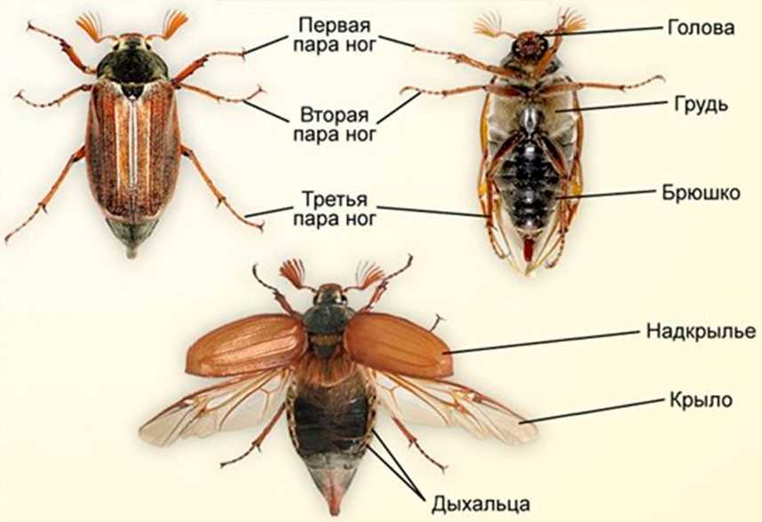 Можно ли держать майского жука дома?