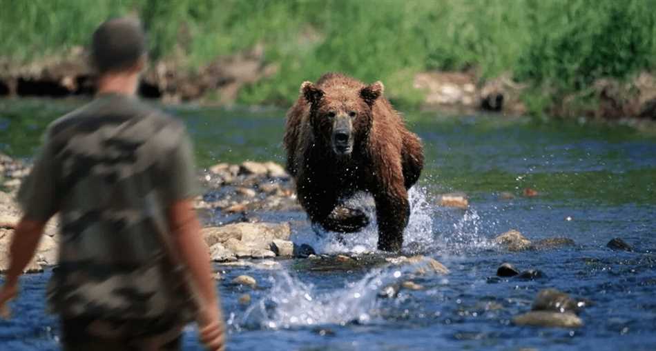 Медведи и охотничьи трофеи