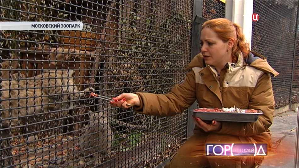 Почему посетители хотят кормить животных?