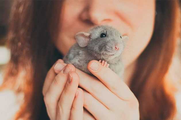 Отличия крыс и мышей