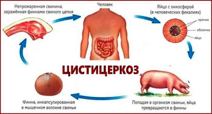 Раздел 1: Вероучение о держании свиней в исламе