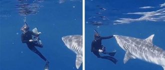 Опасное взаимодействие: можно ли отбиться от акулы и выжить