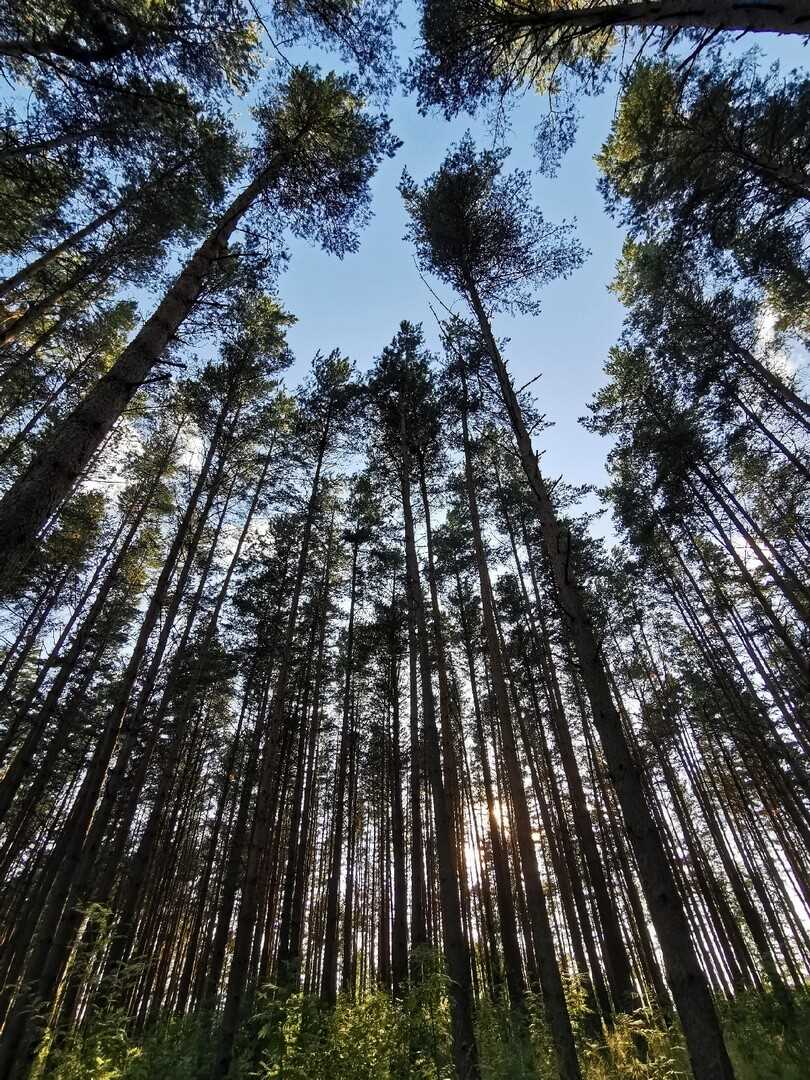 Весна