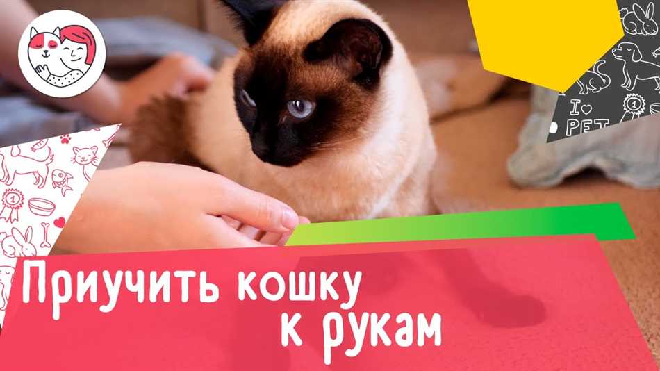 Можно ли приручить кота?