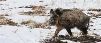 Можно ли скрестить дикого кабана с домашней свиньей?