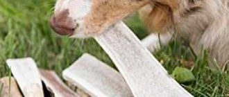 Можно ли давать собакам оленьи рога: полезное разъяснение
