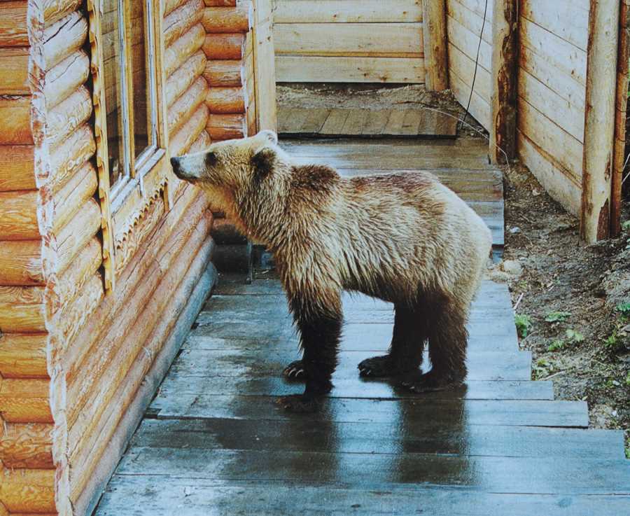 Законодательство об охране медведей