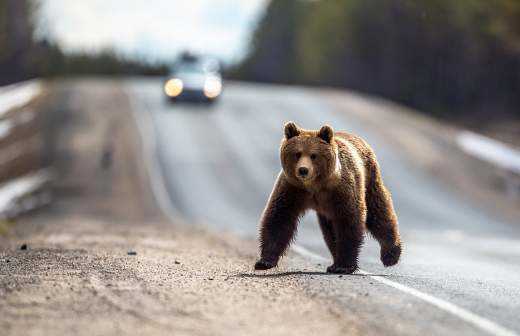 Можно ли убивать медведей?