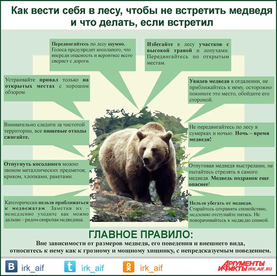 Опасности и риск унюхивания медведя
