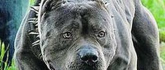 Можно ли в России законно держать бойцовых собак?