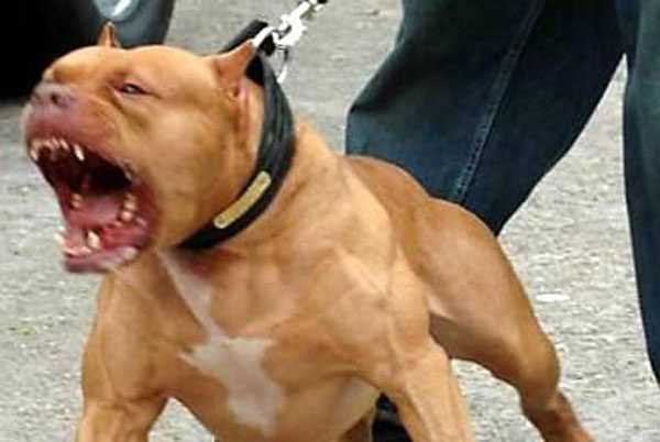 Ответственность за неправильное использование бойцовых собак