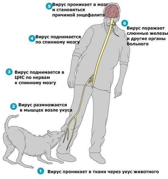 Раздел 1: Понимание бешенства