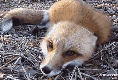Характеристики лисы в качестве домашнего питомца