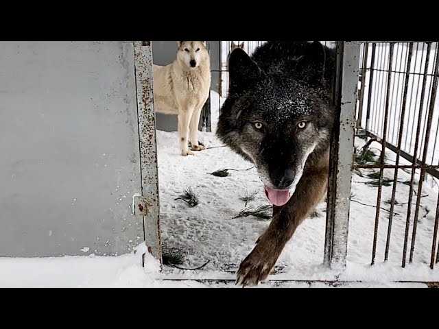 Рацион и здоровье волка