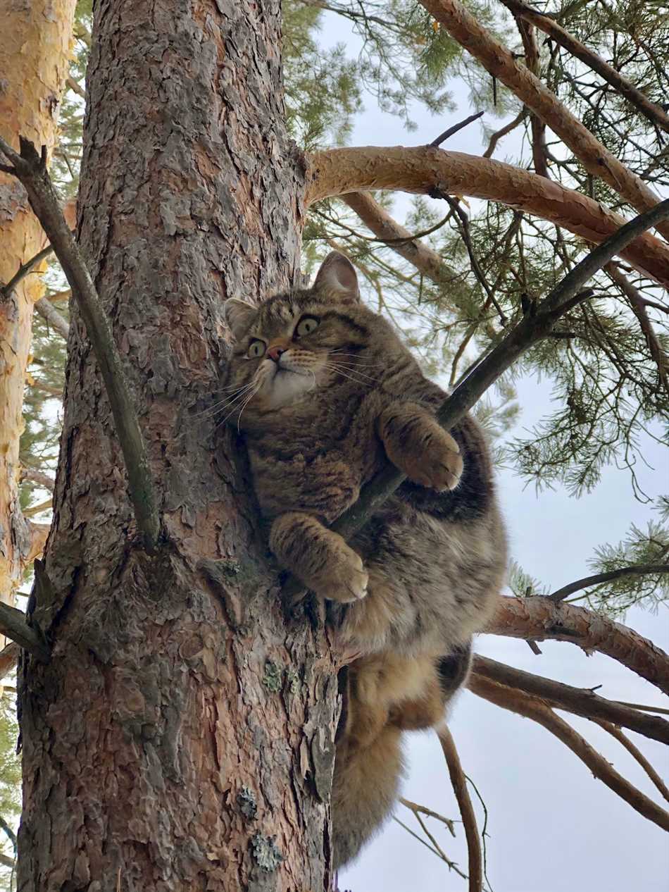 Можно ли жить в лесу?