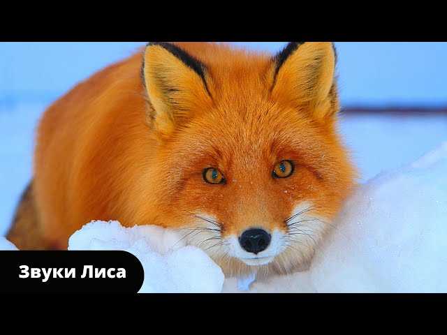 Звуки, издаваемые лисами