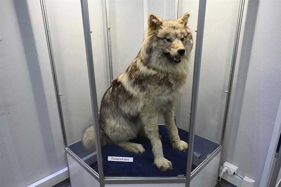 Большие копытные животные