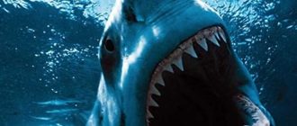 На сколько опасна тигровая акула для человека