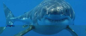 На сколько умны акулы?