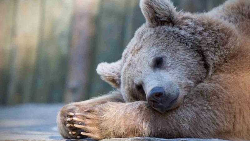 Сколько длится спячка у медведей?