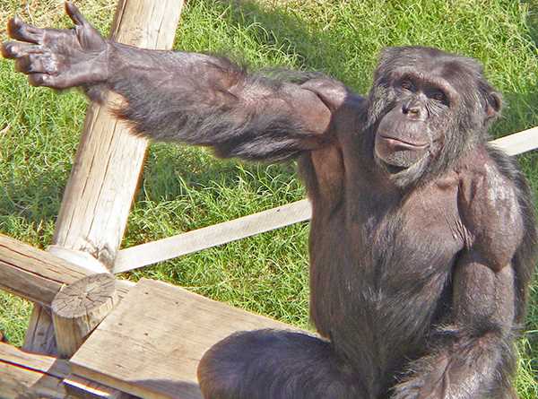 Силовые показатели гориллы