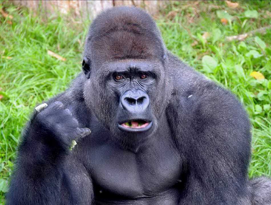 Насколько горилла сильнее человека?