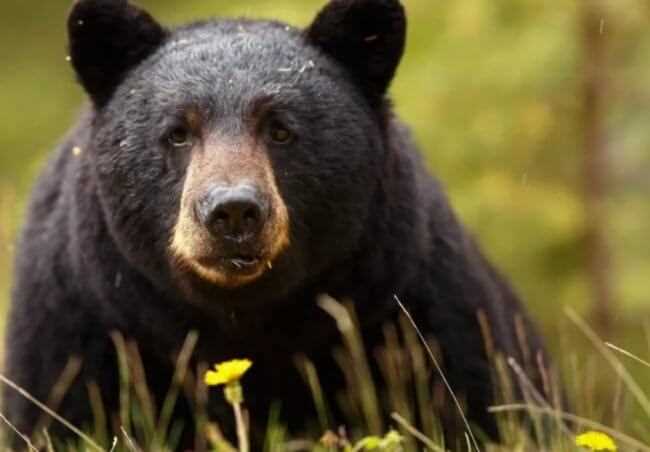 Жизненный образ черных медведей