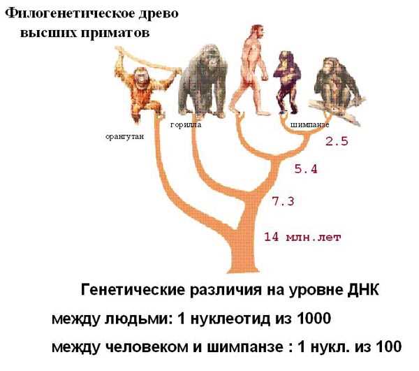 Сходства и различия между человеком и шимпанзе