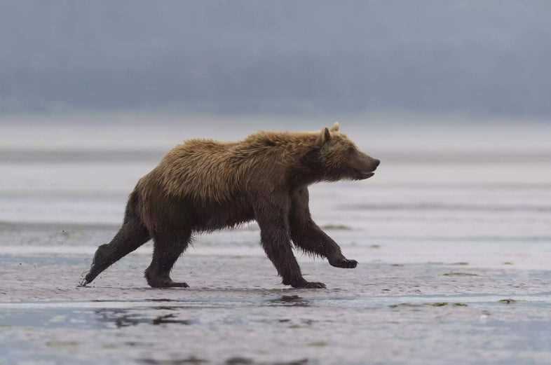 Насколько силен медведь?