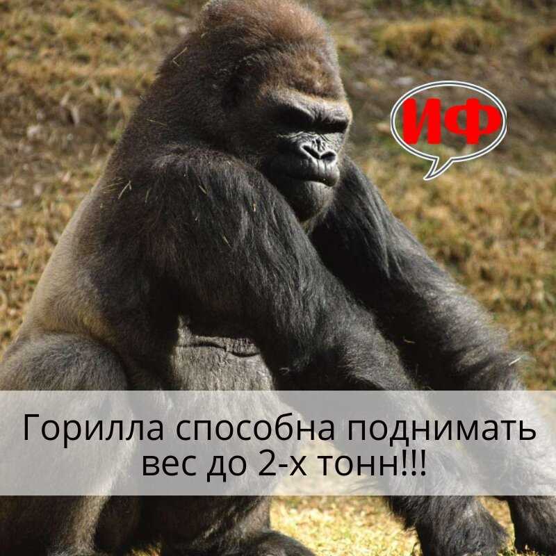 Насколько сильна горилла?