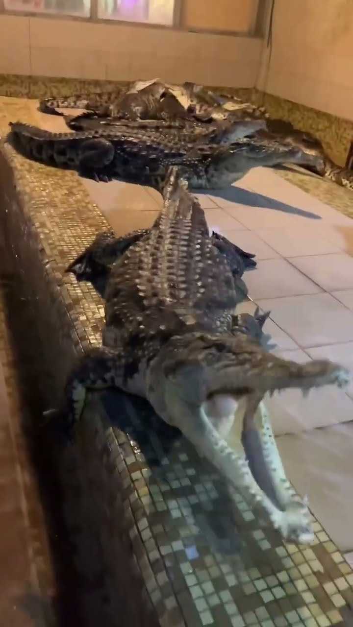 Интеллект крокодила