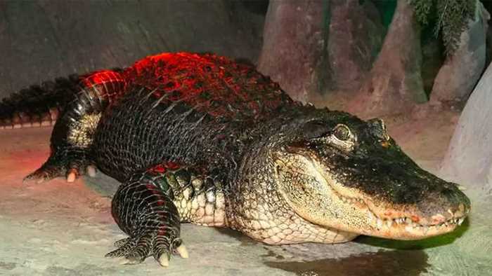 Особенности строения тела крокодилов