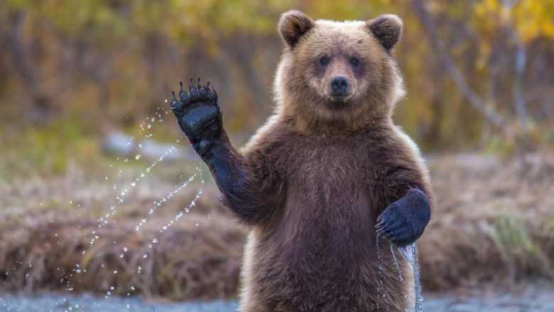 Разнообразие видов медведей