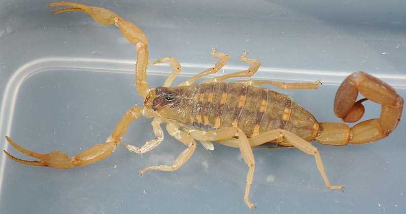 Как определить ядовитость скорпиона?