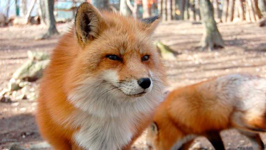 Нужно ли бояться лису?