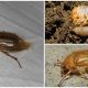 Опасность июньского жука: причины беспокойства