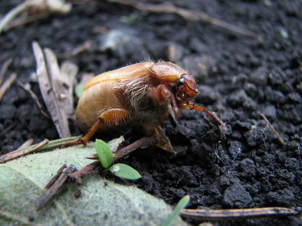Почему июньский жук считается вредителем?