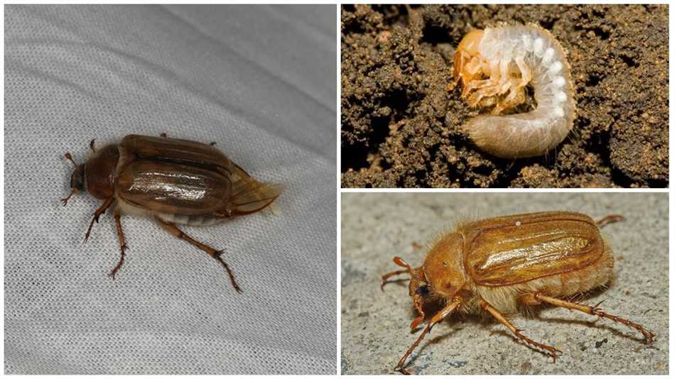 Опасен ли июньский жук?