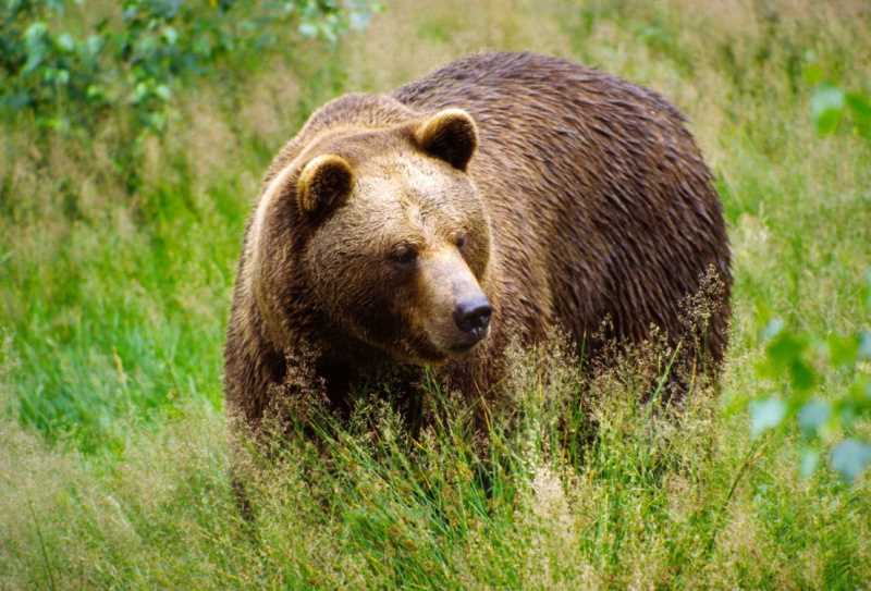Опасен ли медведь в мае?