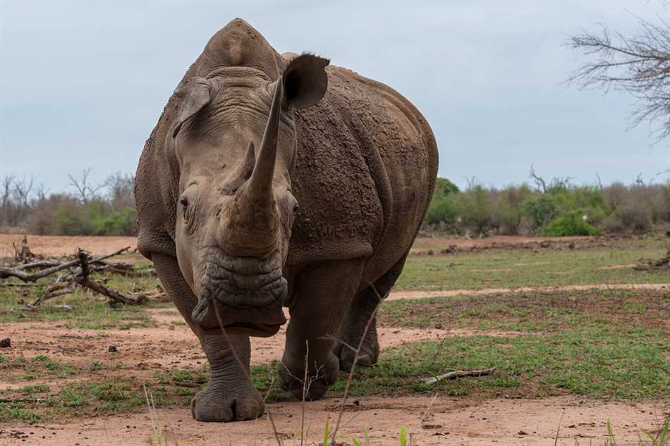 Опасен ли носорог?