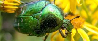 Опасность жука бронзовки для человека: факты и мифы