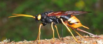 Опасен ли жук рогохвост: угроза или преувеличение?
